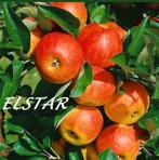 ZEER FORSE LAAGSTAM APPELAARS,  8€/STUK, 2 VOOR 15€, Tuin en Terras, Ophalen of Verzenden