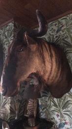 Opgezette kop van waterbuffel, Verzamelen, Ophalen of Verzenden