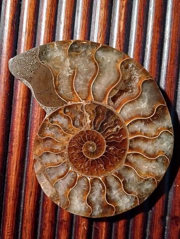 Belle paire d'ammonites taillées et polies 