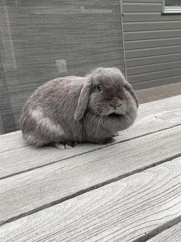 Minilopjes beschikbaar voor biedingen