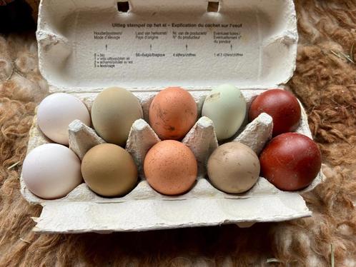 Broedeieren olive egger en easter egger, Dieren en Toebehoren, Pluimvee, Kip, Geslacht onbekend