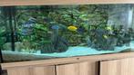 Aquarium Juwel Rio 450 volledig met Malawi Cichliden, Gebruikt, Ophalen, Gevuld zoetwateraquarium