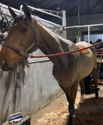 Scheren van uw paard of pony, Dieren en Toebehoren, Ophalen