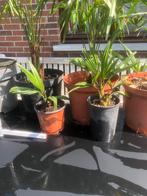 Trachycarpus  fortunei , winterharde palmboom, Tuin en Terras, Planten | Tuinplanten, Ophalen, Lente, Vaste plant, Overige soorten