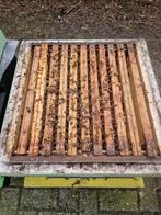 7 raams bijenvolk met segerberger kast op simplex ramen. buc, Abeilles