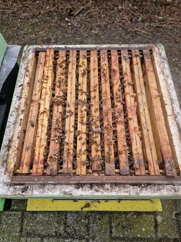 7 raams bijenvolk met segerberger kast op simplex ramen. buc