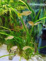 Gup, Tuin en Terras, Ophalen