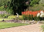 vuurpijl/kniphofia, Volle zon, Vaste plant, Zomer, Ophalen