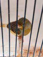 Kanarie man  van 2025, Dieren en Toebehoren, Vogels | Kanaries, Mannelijk