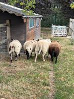 Rammen - apart of samen, Schaap