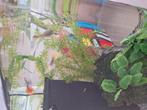 Guppies 15st voor 5€, Dieren en Toebehoren