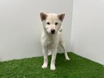 Shiba Inu pup, Dieren en Toebehoren, Honden | Poolhonden, Keeshonden en Oertypen, België, Overige rassen, 8 tot 15 weken, Eén hond
