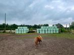 Midi balen hooi - eind juli 2024, Dieren en Toebehoren