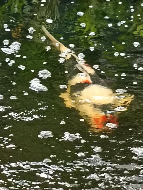 Mooie grote Showa te koop LEES OMSCHRIJVING, Dieren en Toebehoren, Vissen | Vijvervissen