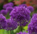 Allium  'Purple Sensation', Vaste plant, Ophalen