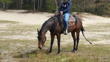 Quarter horse 11 jaar disponible aux enchères