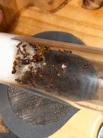 Pheidole pallidula mieren kolonie