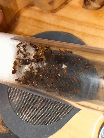 Colonie de fourmis Pheidole pallidula