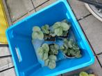 Aardbeiplantjes, Ophalen