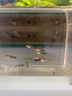 Baby guppies, Dieren en Toebehoren