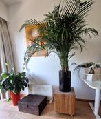 Palm in pot van D&M, Huis en Inrichting, Kamerplanten, Ophalen, 100 tot 150 cm, Palm, Halfschaduw
