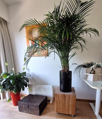 Palm in pot van D&M beschikbaar voor biedingen