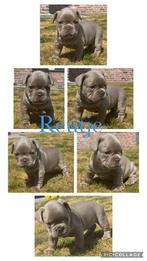 Isabella reutje franse bulldog pups, Dieren en Toebehoren, Honden | Bulldogs, Pinschers en Molossers, België, Fokker | Hobbymatig