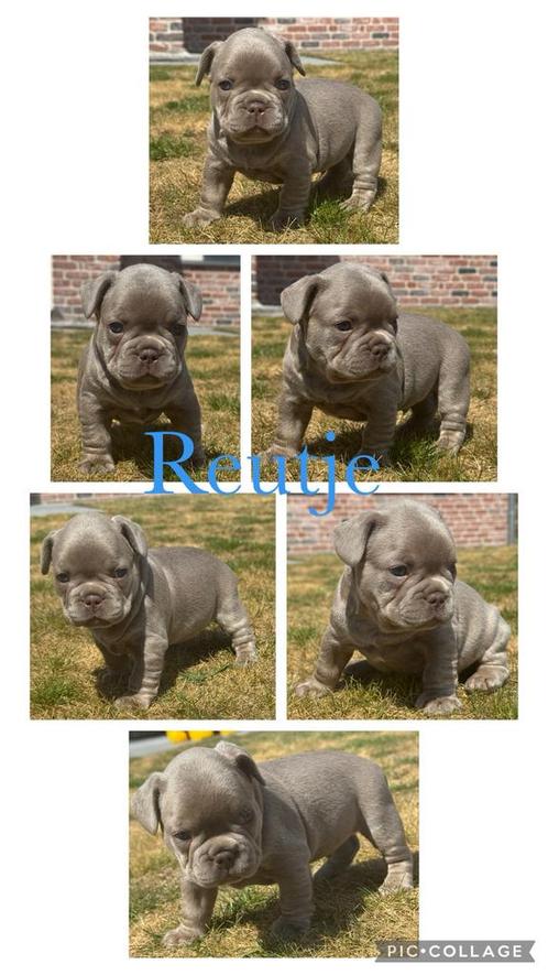 Isabella reutje franse bulldog pups, Dieren en Toebehoren, Honden | Bulldogs, Pinschers en Molossers, Reu, Bulldog, Fokker | Hobbymatig