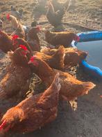 Legkippen, Dieren en Toebehoren