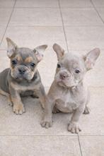 franse bulldog pups,teefje, Hépatite contagieuse (maladie de Rubarth), Chienne, Belgique, Bouledogue