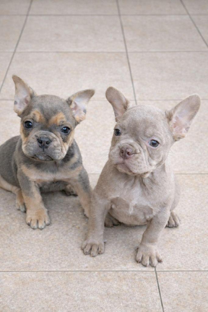 franse bulldog pups,teefje, Dieren en Toebehoren, Honden | Bulldogs, Pinschers en Molossers, Teef, Bulldog, Fokker | Professioneel