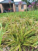 Siergras ' carex ' of 'zegge', Tuin en Terras, Planten | Tuinplanten, Ophalen, Siergrassen