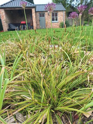 Siergras ' carex ' of 'zegge' beschikbaar voor biedingen
