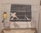 Te koop: kanaries + kooi