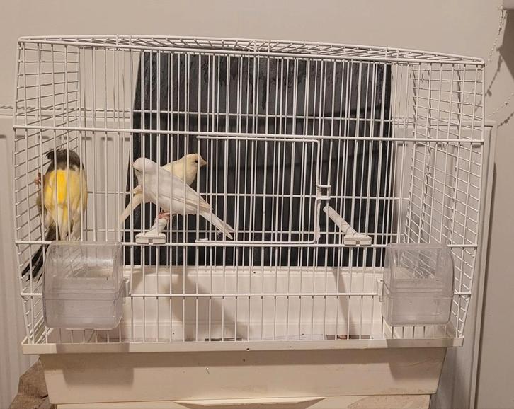 Te koop: kanaries + kooi, Dieren en Toebehoren, Vogels | Kanaries