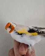 Chardonneret major panaché bagué, Dieren en Toebehoren, Geringd