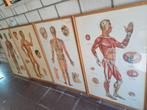 SCHOOLPLATEN KADER GLAS DIDACTISCH, Antiek en Kunst, Antiek | Schoolplaten, Ophalen, Natuur en Biologie