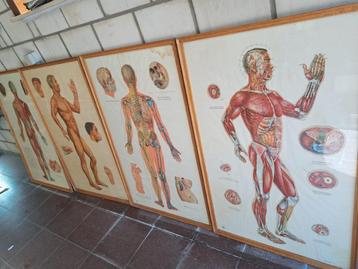 SCHOOLPLATEN KADER GLAS DIDACTISCH, Antiek en Kunst, Antiek | Schoolplaten, Ophalen, Natuur en Biologie