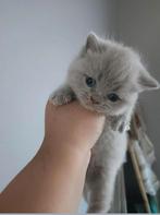 2 Britse korthaar kittens te reserveren, Dieren en Toebehoren, Meerdere dieren, Ontwormd, 0 tot 2 jaar