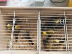 Lizard kanaries, Dieren en Toebehoren, Vogels | Kanaries