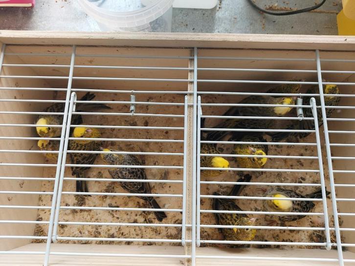 Lizard kanaries, Dieren en Toebehoren, Vogels | Kanaries