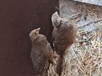 Goudfazanten, Dieren en Toebehoren, Pluimvee