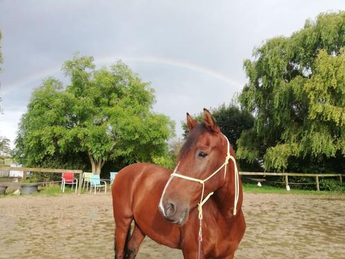 Halve stal gezocht, Dieren en Toebehoren, Paarden, Ruin, Niet van toepassing, Minder dan 160 cm, 11 jaar of ouder, Recreatiepaard