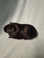 Gladhaar zwart cavia zeugje, Dieren en Toebehoren, Knaagdieren, Vrouwelijk, Cavia, Tam
