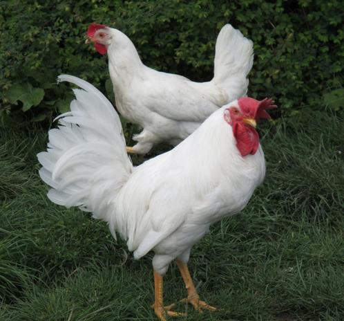 Broedeieren van raskippen, Dieren en Toebehoren, Pluimvee