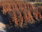 Beuk fagus sylvatica aan stuntprijzen!, Tuin en Terras, Planten | Struiken en Hagen, Ophalen
