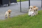 labrador pups beige, CDV (hondenziekte), Meerdere, 8 tot 15 weken, Meerdere dieren
