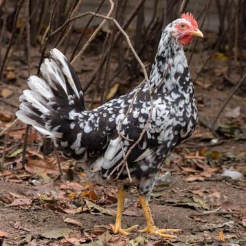 Légornes colorées, en échiquier et en porcelaine, âgées de 2