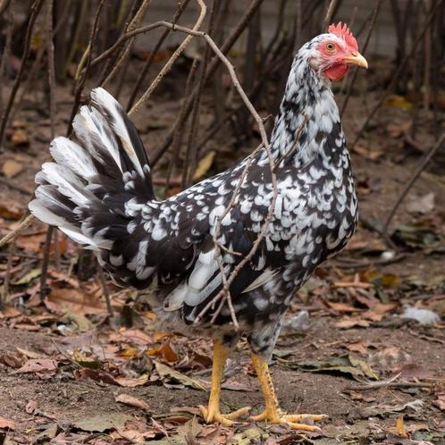 Légornes colorées, en échiquier et en porcelaine, âgées de 2, Animaux & Accessoires, Volatiles