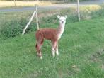 Prachtige alpaca veulens, Dieren en Toebehoren, Mei, Mannelijk